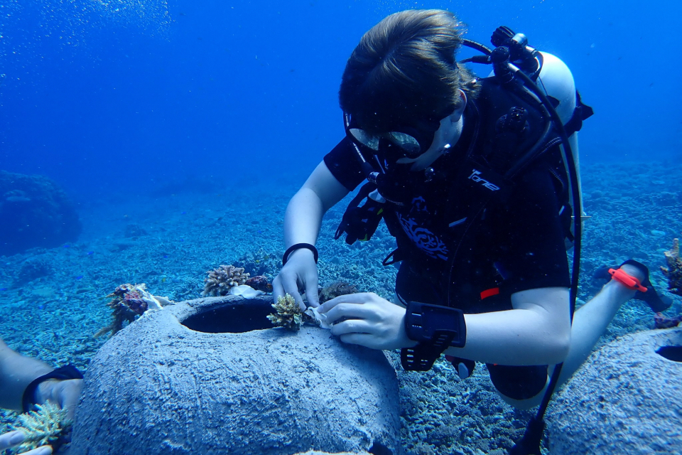 Coral transplantation