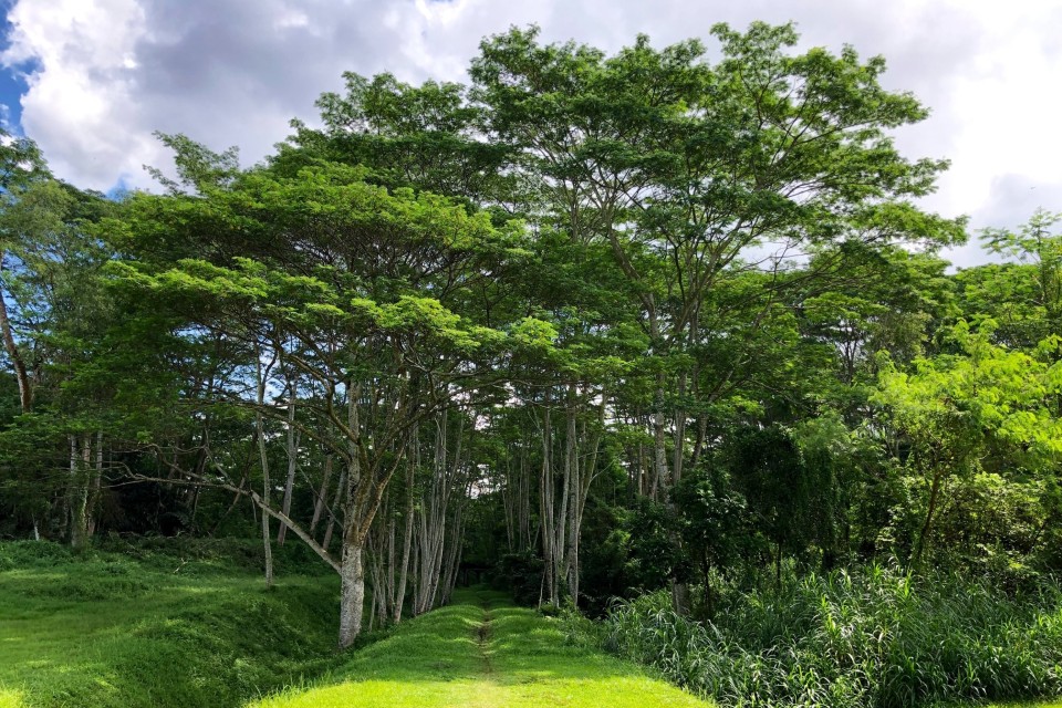 The Green Corridor