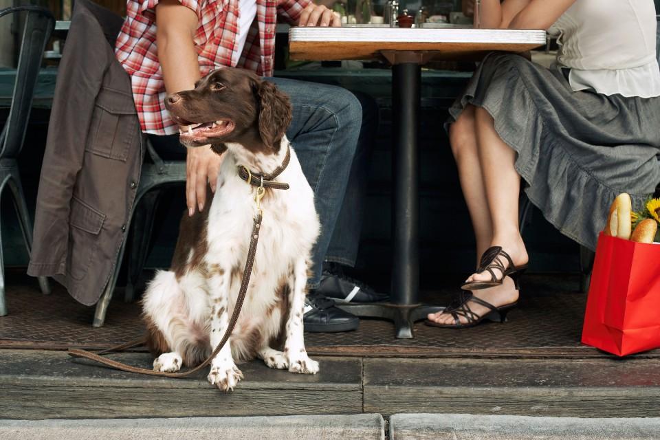 Dog Friendly Cafes