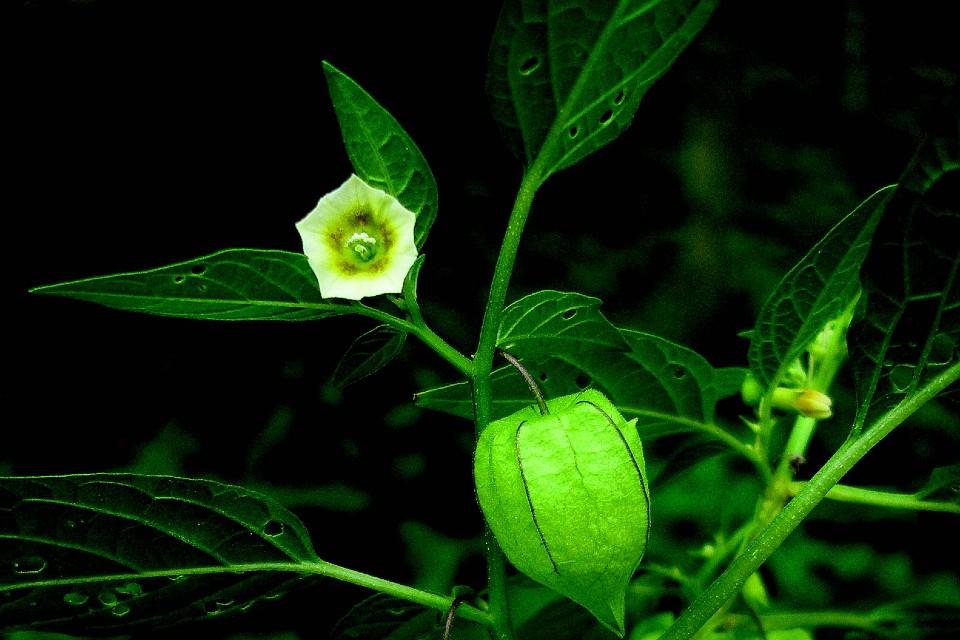 cape gooseberry & bladder cherry