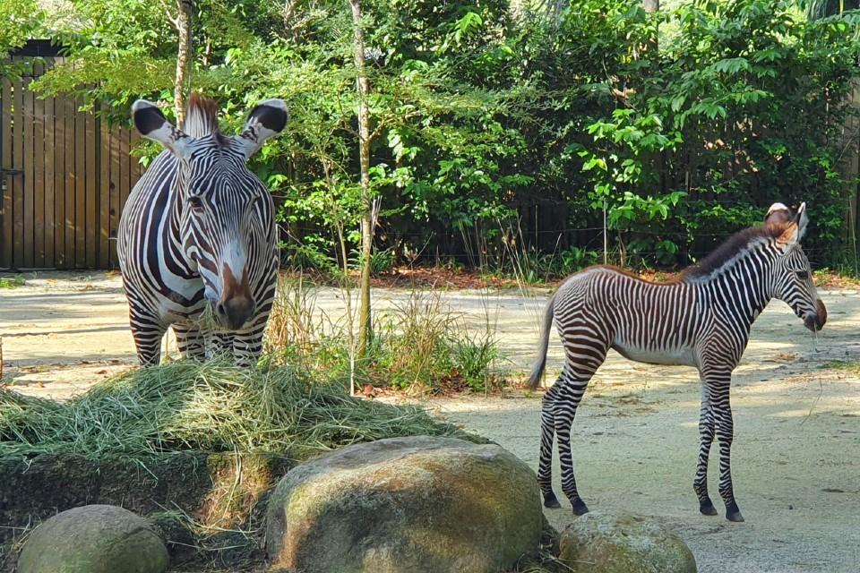 Mandai Wildlife Group