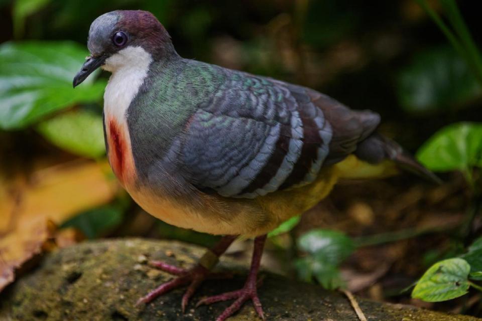 Jurong Bird Park and Mandai Nature take active steps to secure a future for critically endangered Negros Bleeding-hearts