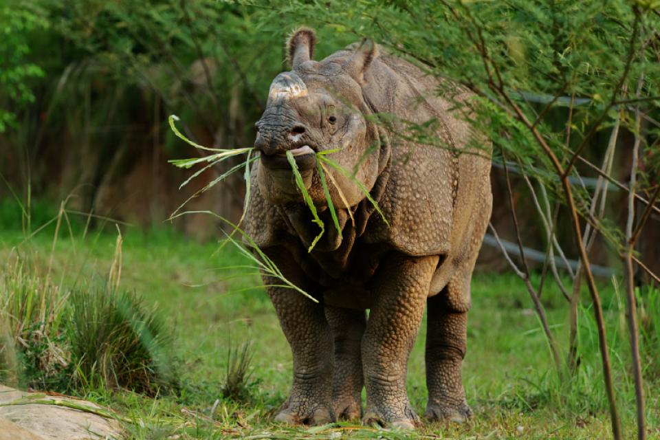 Night Safari Launches New Feeding Sessions With Indian Rhinoceros