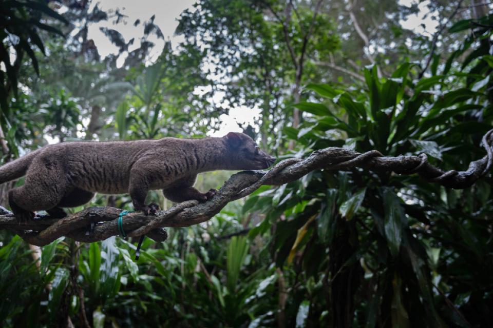 New Walk-in Civet Exhibit and New Species Debut at Night Safari