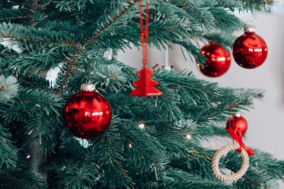 Where to Buy Christmas Trees in Singapore