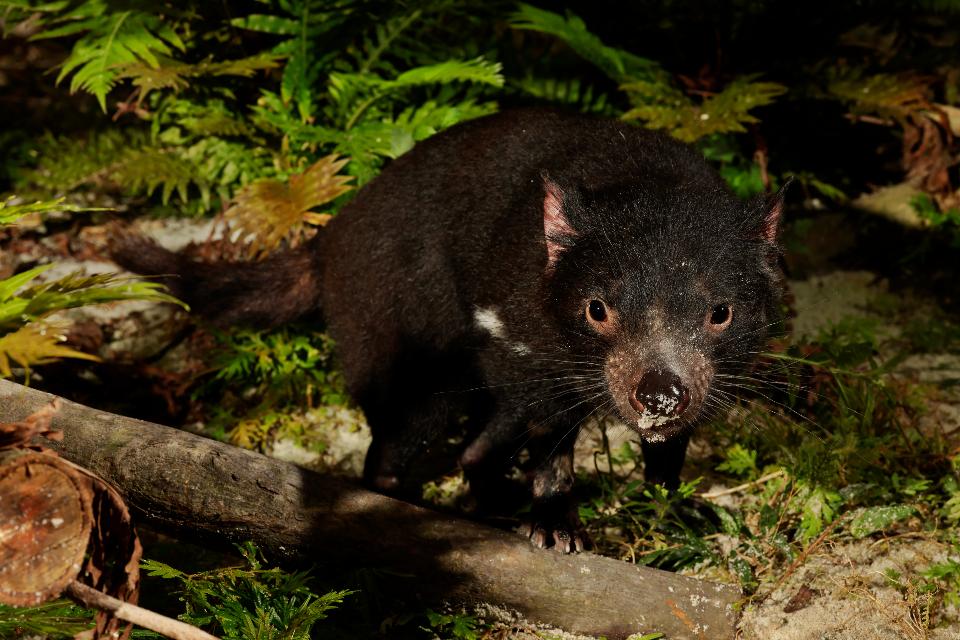 Singapore’s First Tasmanian Devils Debut in Night Safari