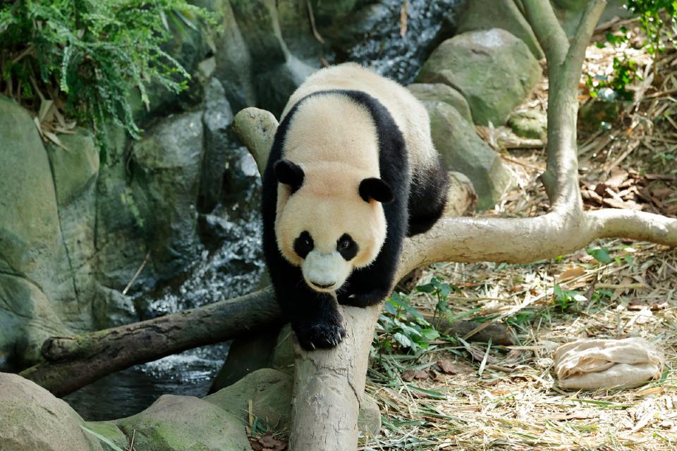 Le Le the Giant Panda