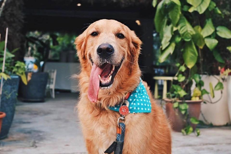 8 Highly Recommend Pet-Friendly Cafes and Restaurants in Singapore