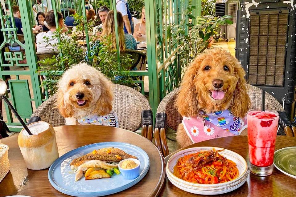 8 Highly Recommend Pet-Friendly Cafes and Restaurants in Singapore