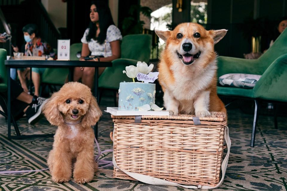 8 Highly Recommend Pet-Friendly Cafes and Restaurants in Singapore