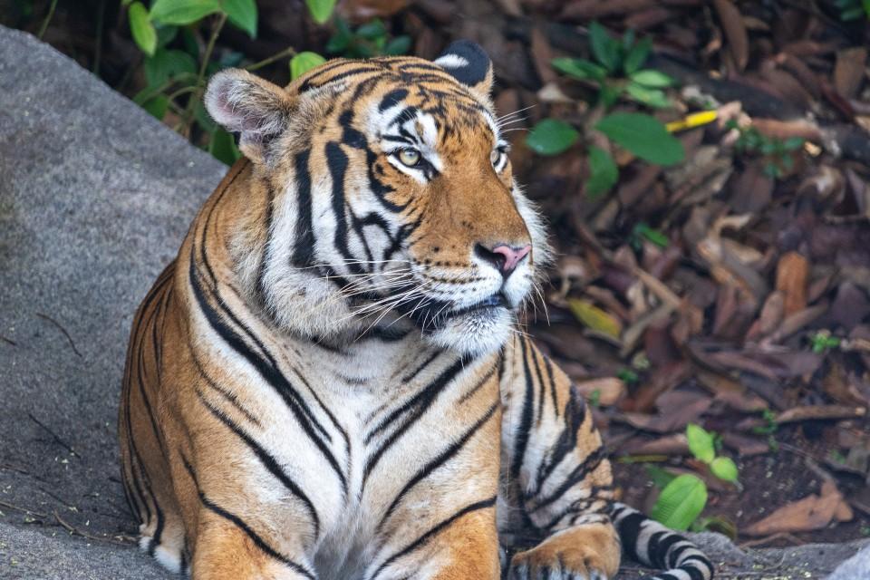 A New Era of Adventure Begins at Rainforest Wild Asia