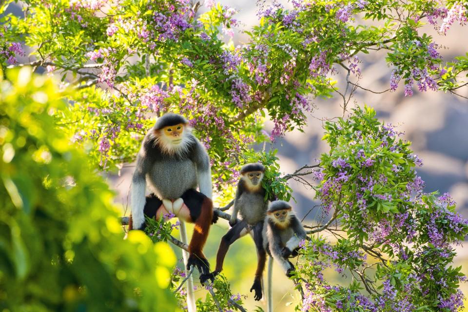 Celebrate Primate Appreciation Month with New Experiences at InterContinental Danang Sun Peninsula Resort