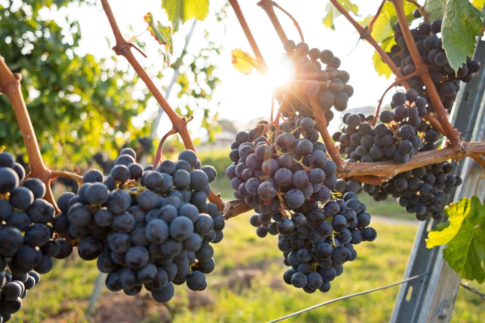 Vineyard Grapes via Regent Seven Seas Cruises