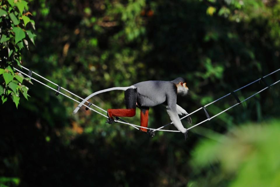 Living Among Endangered Primates