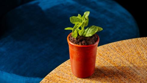 Innovative Future_Plant-ish
