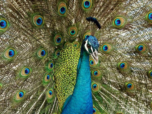 Jurong Bird Park