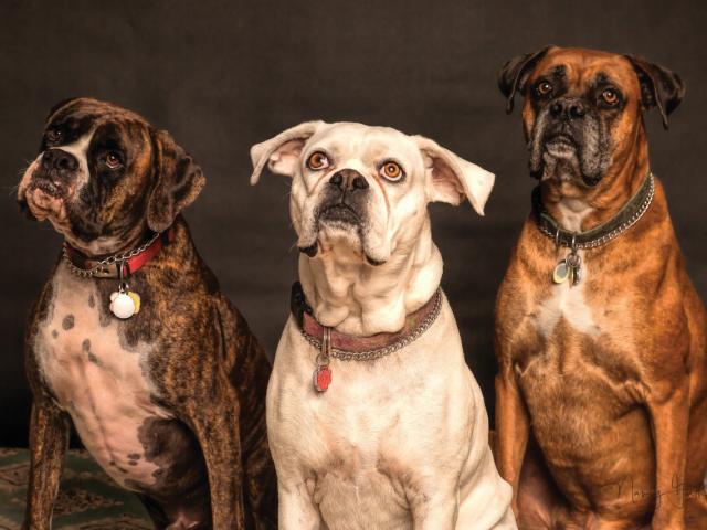 Dogs