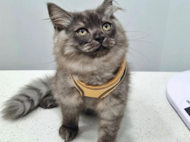 Dr Paws Vet Care