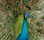 Jurong Bird Park
