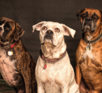 Dogs