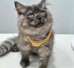 Dr Paws Vet Care