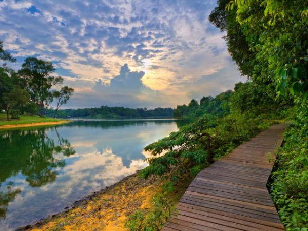 MacRitchie Reservoir Park