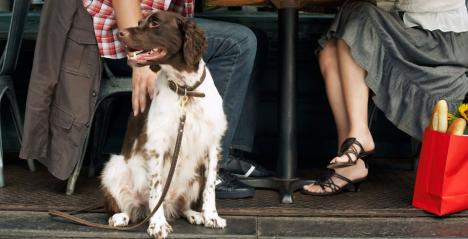 Dog Friendly Cafes