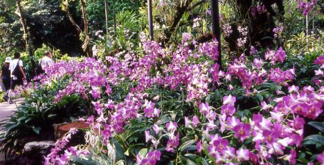 National Orchid Garden