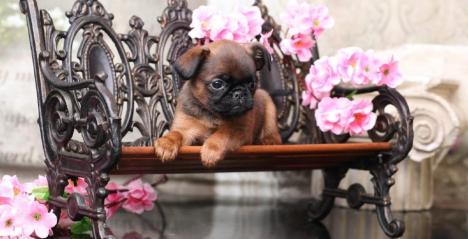 Pooch's Image Singapore