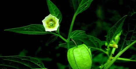 cape gooseberry & bladder cherry