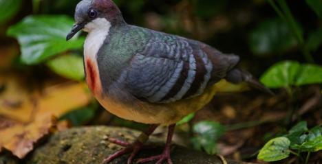 Jurong Bird Park and Mandai Nature take active steps to secure a future for critically endangered Negros Bleeding-hearts