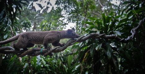 New Walk-in Civet Exhibit and New Species Debut at Night Safari