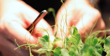 Singapore’s Initiatives Towards a Sustainable Food Future! Focus Shifting Towards Food Tech