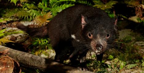 Singapore’s First Tasmanian Devils Debut in Night Safari