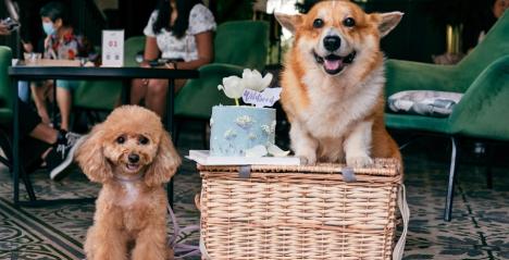 8 Highly Recommend Pet-Friendly Cafes and Restaurants in Singapore