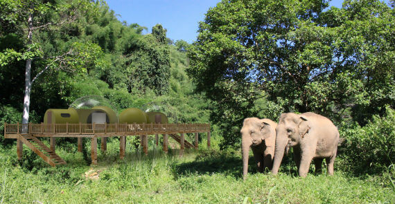 Golden Triangle Elephant Camp