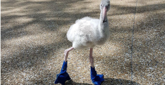 Jurong Bird Park